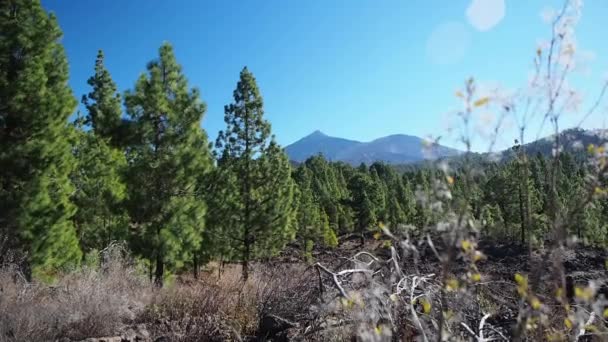 Teide Volcano Highest Peak Island Tenerife Spain Popular Travel Destination — Stock Video