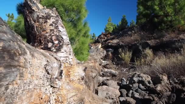 Teide Volcano Highest Peak Island Tenerife Spain Popular Travel Destination — Stock Video