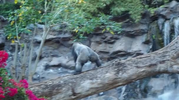 Τεράστια Ασημένια Πλάτη Gorilla Πόδια Πάνω Από Έναν Κορμό Δέντρο — Αρχείο Βίντεο
