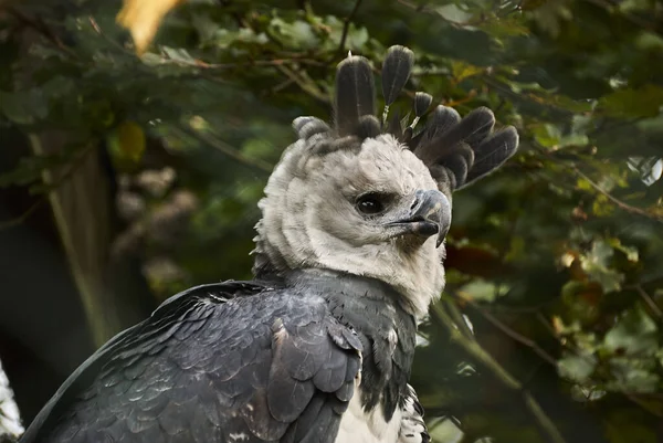 Águila Arpía Harpia Harpyja También Llama Águila Arpía Americana Una — Foto de Stock