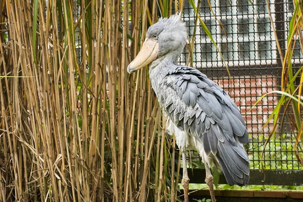 Der Schuhschnabel Balaeniceps Rex Auch Walkopf Walkopfstorch Oder Schuhschnabelstorch Genannt — Stockfoto