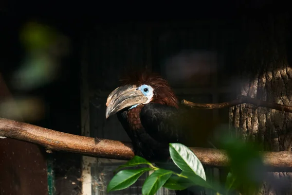 Siyah Çıngıraklı Boynuz Gagası Ceratogymna Atrata Afrika Tropikal Yağmur Ormanlarında — Stok fotoğraf