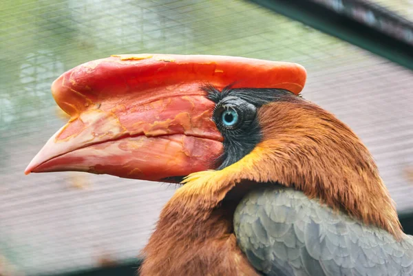 フィリピンの角牛 Buceros Hydrocorax としても知られる猛威の角牛は フィリピンに固有である — ストック写真