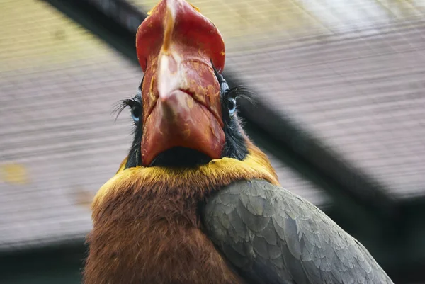 Calabrone Rustico Buceros Hydrocorax Noto Anche Come Calabrone Delle Filippine — Foto Stock