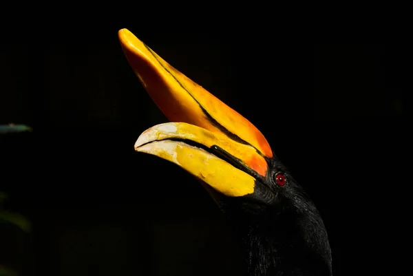 Rhinoceros Hornbill Buceros Rhinoceros Является Большим Видом Лесных Рогов Bucerotidae — стоковое фото