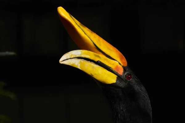 코뿔소 Hornbill Buceros Rhinoceros 종으로 보르네오섬 수마트라 자바의 기후에서 — 스톡 사진