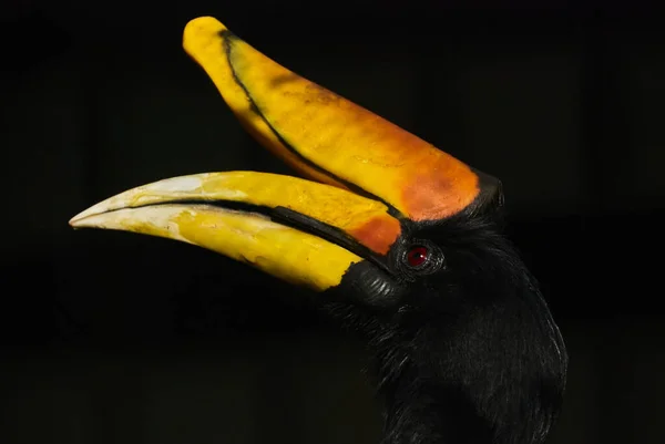 코뿔소 Hornbill Buceros Rhinoceros 종으로 보르네오섬 수마트라 자바의 기후에서 — 스톡 사진