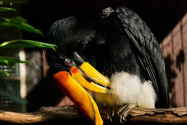 Gergedan boynuzu gergedanı, Buceros gergedanı, Bucerotidae familyasından büyük bir orman boynuzu türüdür ve Borneo, Sumatra, Java 'daki tropikal ve tropikal yağmur ormanlarının iklimlerinde bulunur..