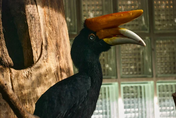 코뿔소 Hornbill Buceros Rhinoceros 종으로 보르네오섬 수마트라 자바의 기후에서 — 스톡 사진