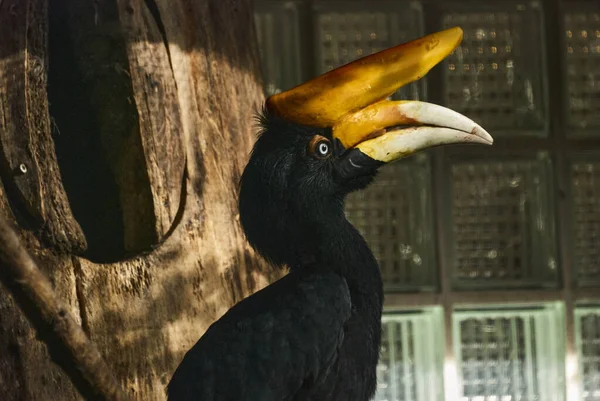 코뿔소 Hornbill Buceros Rhinoceros 종으로 보르네오섬 수마트라 자바의 기후에서 — 스톡 사진