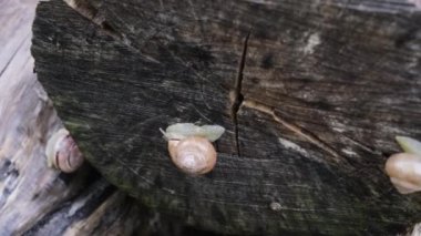 Küçük ve sümüklü bahçe salyangozları çok yavaş bir tempoda eski bir tahta parçasında sürünüyorlar.