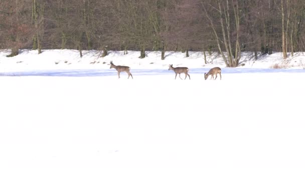 Rådjur Promenader Över Bred Snö Täckt Slätt Genom Den Slingrande — Stockvideo