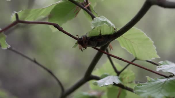 Kakkerlak Maybug Een Kever Uit Familie Bladhaantjes Scarabaeidae — Stockvideo