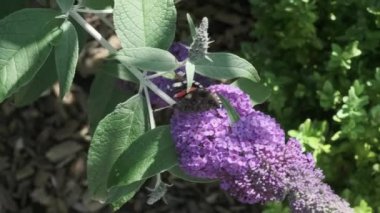 Vanessa atalanta, kızıl amiral, siyah kanatları, şeritleri ve beyaz benekleri olan, yaz leylağı, kelebek çalısı veya güneşli bir günde Buda Daviddii ile beslenen güzel bir kelebektir..