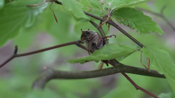 Cockchafer Also Maybug Maybeetle Doodlebug European Beetles Genus Melolontha Family — Stock Video
