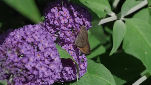 ヴァネッサAtalanta 赤提督は 晴れた日に夏のライラック 蝶の茂みやBuddleja Davidiiに餌 黒い翼 バンドと白い斑点の美しい蝶です — ストック動画