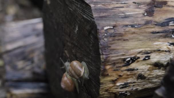 Pequeños Viscosos Caracoles Jardín Arrastrándose Sobre Viejo Trozo Madera Ritmo — Vídeo de stock