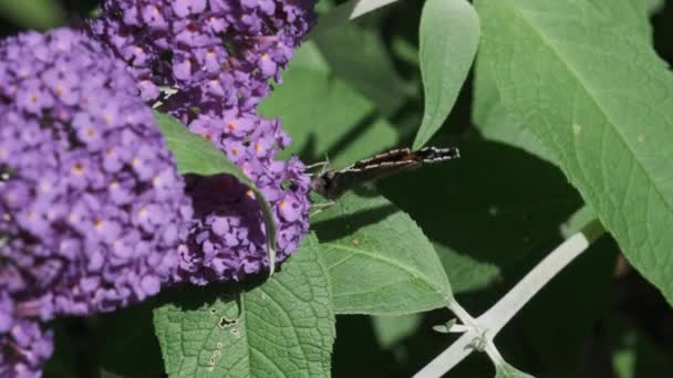 ヴァネッサAtalanta 赤提督は 晴れた日に夏のライラック 蝶の茂みやBuddleja Davidiiに餌 黒い翼 バンドと白い斑点の美しい蝶です — ストック動画