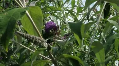 Papilio machaon, Eski Dünya sarı kırlangıç kuşu, Papilionidae familyasından bir kelebek. Siyah ve sarı kanatlı güzel kelebek yaz leylağı, kelebek çalısı ya da Buda Daviddii ile besleniyor.