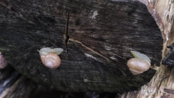 Pequenos Viscosos Caracóis Jardim Rastejando Velho Pedaço Madeira Ritmo Muito — Vídeo de Stock