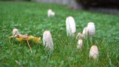 Bahçede yeşil çimenler arasında büyüyen beyaz mantarların sığ derinliği ile yakınlaş..
