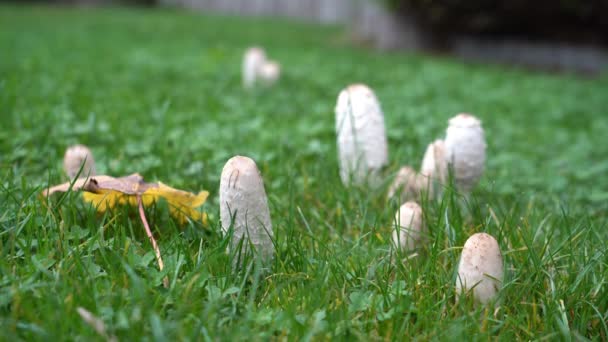Feche Com Profundidade Rasa Campo Uns Cogumelos Brancos Que Crescem — Vídeo de Stock