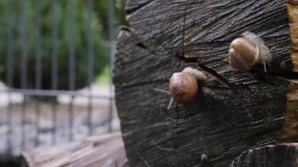 Small Slimy Garden Snails Crawling Old Piece Wood Very Slow — Stock Video