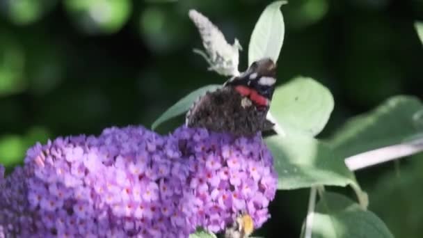Vanessa Atalanta Červený Admirál Krásný Motýl Černými Křídly Pruhy Bílými — Stock video