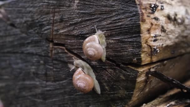 Malí Slizkí Zahradní Šneci Plazící Velmi Pomalým Tempem Starém Kusu — Stock video