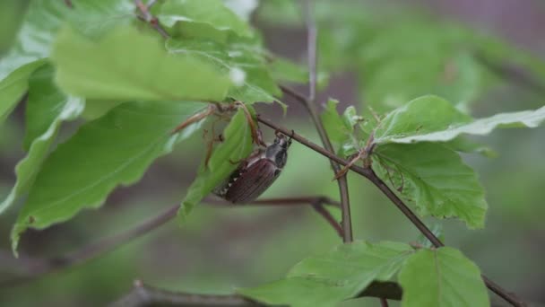 Cockchafer Również Maybug Maybeetle Doodlebug Jest Europejskim Chrząszczy Rodzaju Melolontha — Wideo stockowe