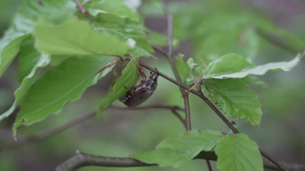 Такчефер Maybug Maybeetle Doodlebug Європейський Жук Роду Melolontha Родини Scarabaeidae — стокове відео