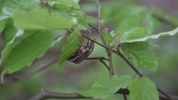 Maybug Maybobter Doodlebug 属Melolonthaのヨーロッパのカブトムシ 家族の中でScarabaeidae — ストック動画