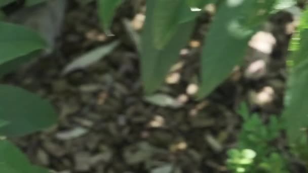 Aglais Avrupalı Tavus Kuşu Yaygın Olarak Bilinen Tavus Kuşu Kelebeği — Stok video