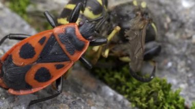 Vespula germanica, Avrupa eşekarısı, Alman eşekarısı veya Alman sarı ceketi bir Pyrrrhocoris Apterus, ateş böceği, kırmızı yangın böceği, ıhlamur, bitki özü emici, kırmızı asker böcek tarafından yenir.