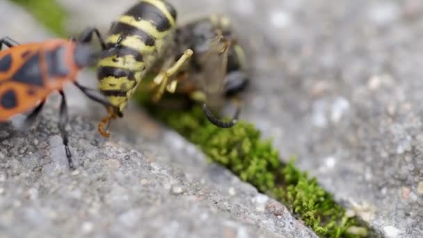 Vespula Germanica Europäische Wespe Deutsche Wespe Oder Deutsche Gelbjacke Wird — Stockvideo