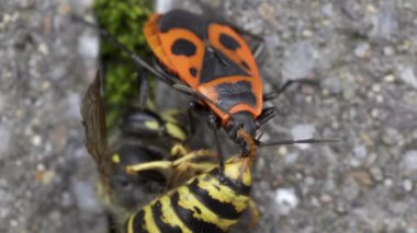 Vespula germanica, Avrupa eşekarısı, Alman eşekarısı veya Alman sarı ceketi bir Pyrrrhocoris Apterus, ateş böceği, kırmızı yangın böceği, ıhlamur, bitki özü emici, kırmızı asker böcek tarafından yenir.