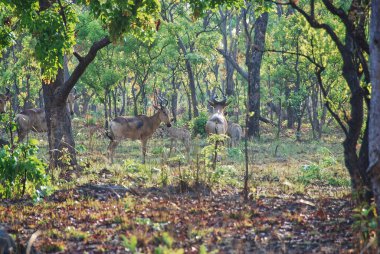 Kırmızı antilop, Alcelaphus buselaphus caama, Afrika 'da Safari turizminin popüler bir tatil beldesi olan Zambiya' daki Kafue 'nin yoğun çalılığında duran büyük bir Afrika antilobu..