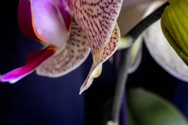 Primer Plano Orquídea Hermosa —  Fotos de Stock