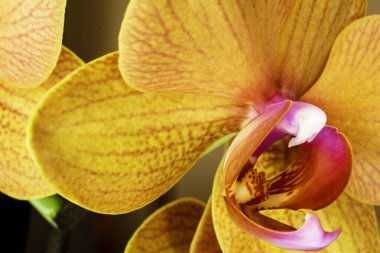 Siyah arkaplanda turuncu orkide