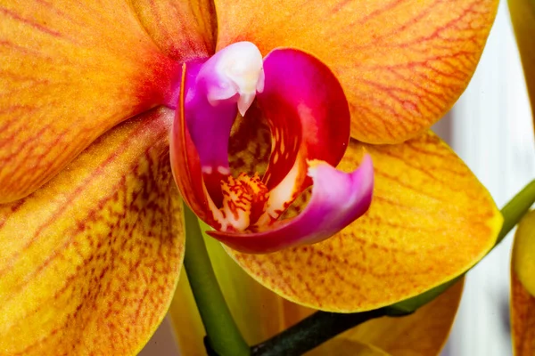Orchidea Arancione Fondo Nero — Foto Stock