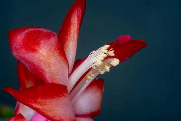 Szlumberger, Christmas cactus, clematis, zygocactus - so many names were invented for this interesting cactus with lovely cream, pink or red flowers, which are the winter decoration of many apartments.