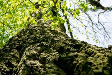 Baharda güneşli bir günde eski bir ağaç yeni yeşil yaprakların arka planına karşı..