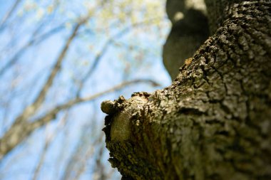 Baharda güneşli bir günde eski bir ağaç yeni yeşil yaprakların arka planına karşı..