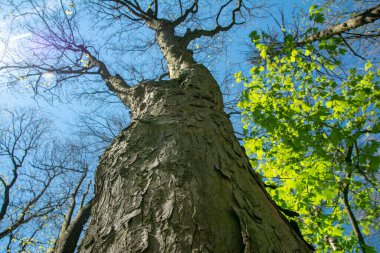 Baharda güneşli bir günde eski bir ağaç yeni yeşil yaprakların arka planına karşı..