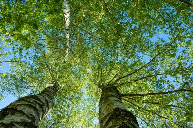 colorful leaves of trees against the background of the May sun