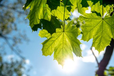 colorful leaves of trees against the background of the May sun
