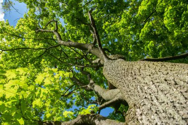 colorful leaves of trees against the background of the May sun