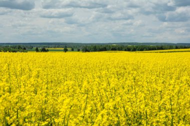 Bulutlu gökyüzüne karşı çiçek açan tecavüz tarlası.
