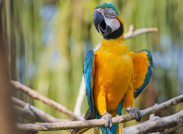 Orange parrot — Stock Photo, Image