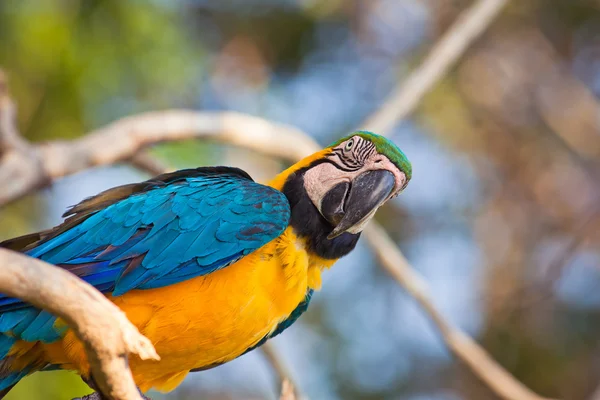 Orange parrot — Stock Photo, Image